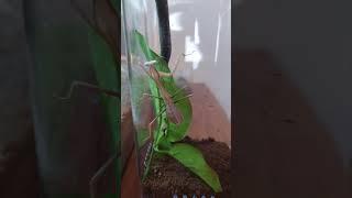 Poor Mantis has a handicap after molting. Crooked arms make eating and climbing very difficult.