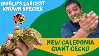 World's Largest Known Species of Gecko!