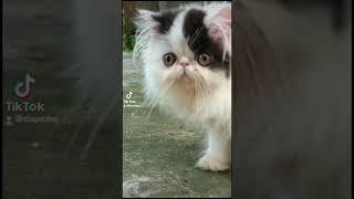 kompilasi kucing imut dan lucu #kucing #cat #kitten #persia #persiamedium #catlovers #kucingpersia