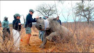 Dehorning two HUGE Rhinos to Save Their Lives