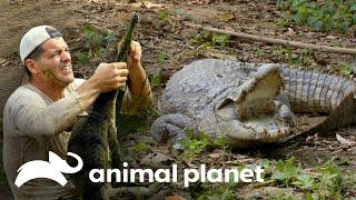 Três encontros aterrorizantes com crocodilos selvagens | Perdido na Ásia | Animal Planet Brasil