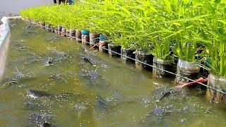 Using 1500 Plastic Bottles for Backyard Aquaponics Farming Fresh Fish and Growing Water Convolvulus