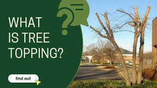 What is tree topping?