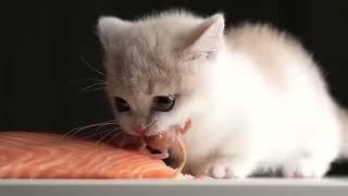 Kitten eats salmon  with doom music