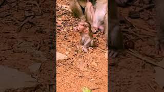 Sweet little baby monkey and momma #reelsviral #monkey #cute #viral #trending #Amazing #monkeylove