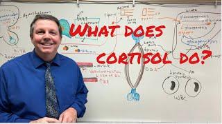 What does Cortisol do?