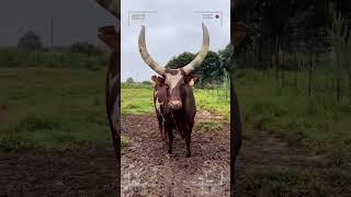 ⭕ANKOLE WATUSI CATTLE  Biggest Bulls And Cow