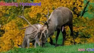 How do Reindeer Mate | Animal Mating Season | Deer Mating