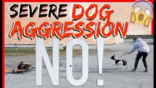 My Dog is Aggressive towards other dogs! Help! - Dog Training with Americas Canine Educator