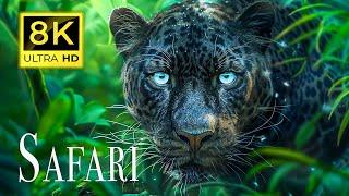 8K ADVENTURE TO SAFARI - 8K ULTRA HD 60FPS | with soothing piano music (Colorful Animal Life)