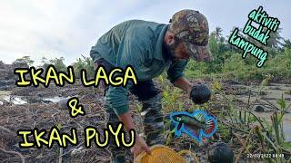 #EP468 Cari Ikan Laga Kampung dan Mancing Ikan Puyu