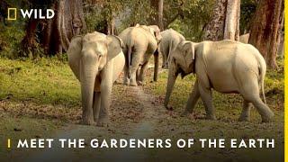 Meet The Gardeners of The Earth | #WorldElephantDay | Nat Geo Wild