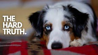 The Hardest Truth About Getting A Mini Australian Shepherd