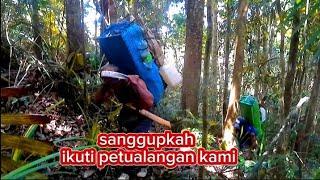 perjalanan mencari kayu gharu paling jauh ...hingga Kalimantan utara