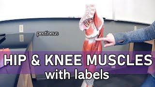 Thigh and Hip Muscles (with labels)