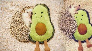 AWW! Cute And Funny Hedgehog Video Compilation