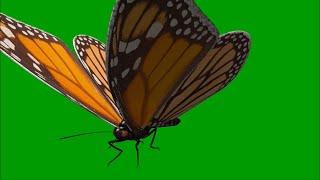 Green Screen Butterfly