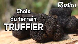 Des truffes dans son jardin : choisir sa truffe et son arbre truffier