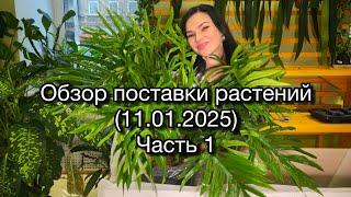 Обзор поставки растений из Голландии(11.01.2025)ЧАСТЬ 1