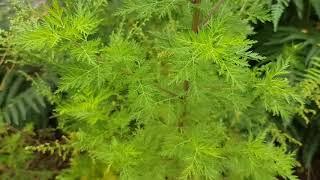 Artemisia annua - natürlich vollkommen unwirksam