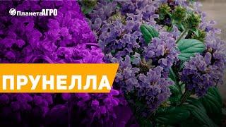  Семена цветов Черноголовка ️ Прунелла  Планета Агро