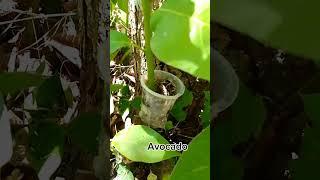 Fruits Grafting #yooragardentips #fruitgrafting#gardening #shortvideo #grafting #short