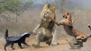 10 Most Aggressive Animals in the World