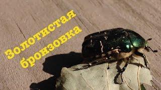 Золотистая бронзовка