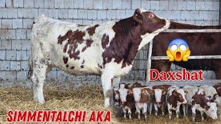 Bunaqasi Juda Kam Boʻladi  40 Bosh Simmental Bug'ozlar Simentalchi AKA N1