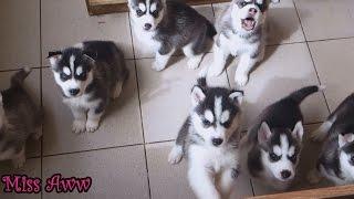 Cute Husky Puppies First Time Howling And Barking