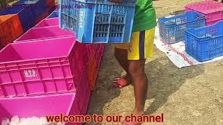 Vennami /shrimps sorting system || #vennami pickup system|| harvesting vennami ||#@Pinki fishing