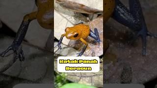 Katak paling beracun #katak #katakpanahberacun #arcanimalschannel