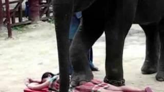 Elephant giving a back massage in Thailand