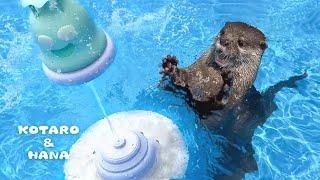 Otter LOVES Sprinkler and Gets Spun Right Round Baby Right Round!