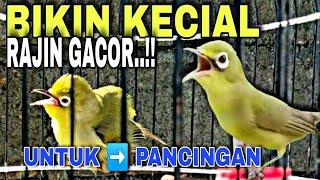 JERNIH SUARA BURUNG KECIAL KUNING || @lombokkecialkuning