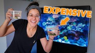 Buying a BOUNCE Mushroom for My Reef Aquarium!!