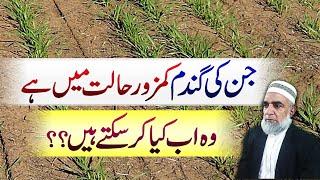 How to improve the poor condition of wheat crop || Crop Reformer