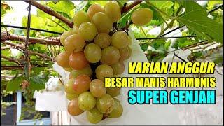 VARIAN ANGGUR BESAR MANIS HARMONIS SUPER GENJAH