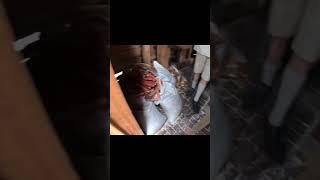 Historical Grist Mill #history #subscribe #historical #gopro #shorts #shortvideo #gristmill #war