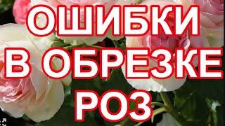 УЖАС! ОСНОВНЫЕ ОШИБКИ РОЗОВОДОВ, ПРИ ОБРЕЗКЕ РОЗ. ВСЕГДА ЛУЧШИЙ УРОК ДЛЯ ВАС! ПОДПИШИСЬ НЕ ПОЖАЛЕЕШЬ