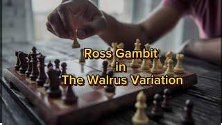 Zukertort Opening Tema Ross Gambit Variasi The Walrus