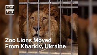 Kharkiv Zookeepers Evacuate Lions Amid Russian Shelling #Shorts