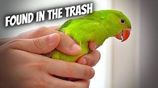 I Found a Parakeet in the Trash