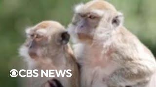 Dozens of monkeys escape South Carolina research facility, residents warned to lock doors, windows