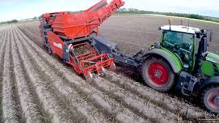 Creekside Seed Potatoes Harvest With De Wulf 2060 in Alberta Canada