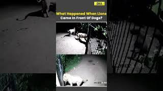 Lions Vs Dogs: Dramatic Fight Caught On CCTV Camera In Gujarat #lion #dogs #gujarat #viral #shorts