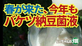 Making natto bacteria liquid in a bucket. Make a powerful natto bacteria culture liquid that can ...