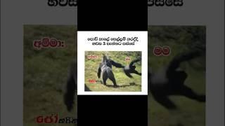 Bukiye Rasa Katha | Funny Fb Memes SinhalaSinhala meme athalathal meme #memeathal #shorts #viral