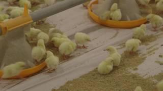 Broiler Brooding Best Management Practices