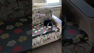 Двоих не досчиталась #собаки #коты #семья #кот #собака #дружба #деревня #cat #dog